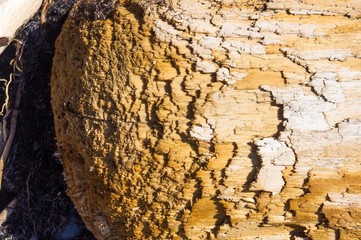 driftwood, washed up by the sea on a pebble beach