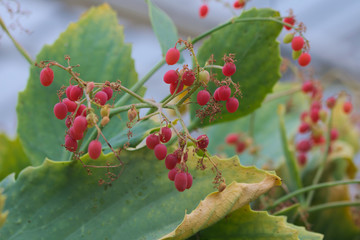 cyphostemma juliae berries