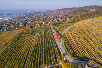 aerial view of vineyard