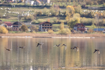 Birds on the lake