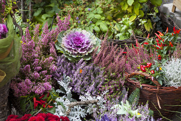 the Variety of autumn colors in violet for sale on the market