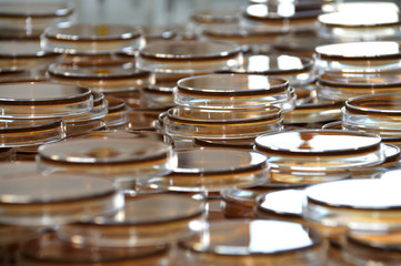 Szalka Petriego, płytka Petriego