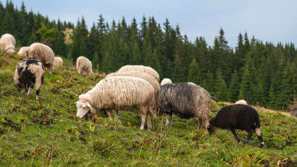 Panorama of landscape with herd of sheep graze on green pasture in the mountains. Young white and brown sheep graze on the farm.