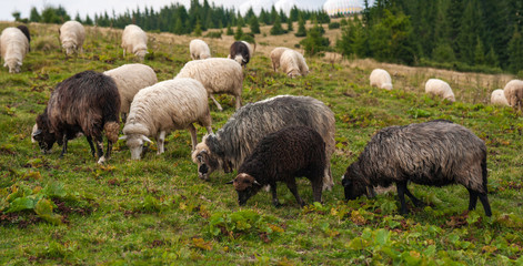 Panorama of landscape with herd of sheep graze on green pasture in the mountains. Young white and brown sheep graze on the farm.