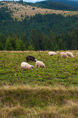 Horizontal photo of landscape with herd of sheep graze on green pasture in the mountains. Young white and brown sheep graze on the farm.