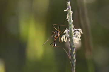 Crane fly