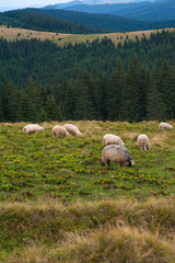 Fototapeta premium Horizontal photo of landscape with herd of sheep graze on green pasture in the mountains. Young white and brown sheep graze on the farm.