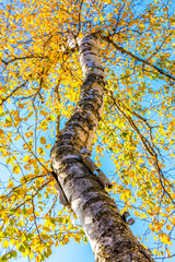 Aspen Tree in Fall, Lincoln, New Hampshire, USA