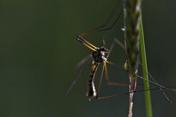 Crane fly