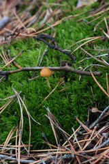 mushroom