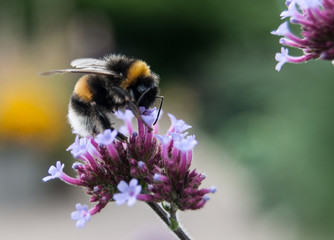 Bumble bee
