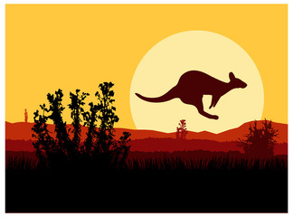  Australian wildlife. Silhouette of kangaroo. Sunset.