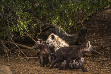 Spotted hyaena in Kruger National park, South Africa