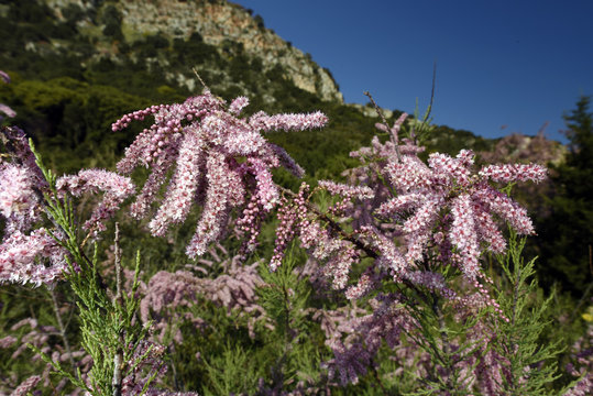 Bl&uuml;te einer Tamariske