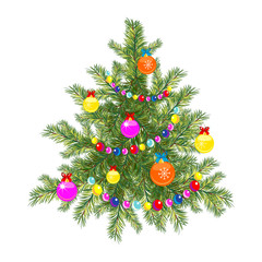 Real Christmas spruce tree.