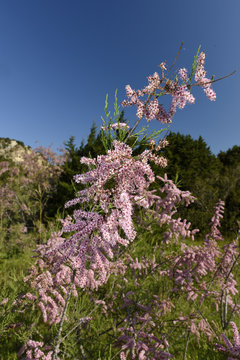 Bl&uuml;te einer Tamariske im Fr&uuml;hling
