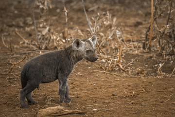 Naklejka na ściany i meble Spotted hyaena in Kruger National park, South Africa