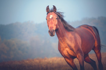 Portrait of the bay horse galloping on the trees background in autumn