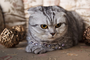 Tabby Cat