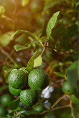 Close-up of fresh limes 