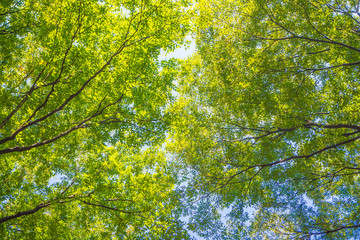 under the  green leaf image for background or idea design