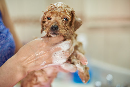 Wet in shampoo brown puppy