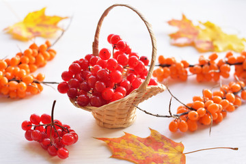 ripe viburnum and sea-buckthorn