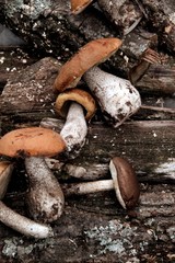 mushroom