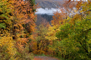 Obraz premium Landscape with dirt road in the mountain forests in the golden autumn. Caucasus, Dombay
