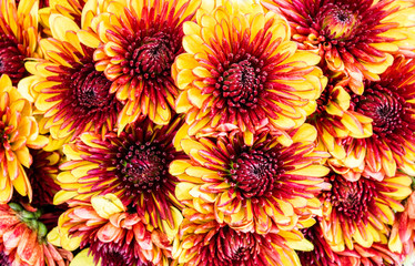background texture full frame close up of orange, yellow and brown chrysanthemums