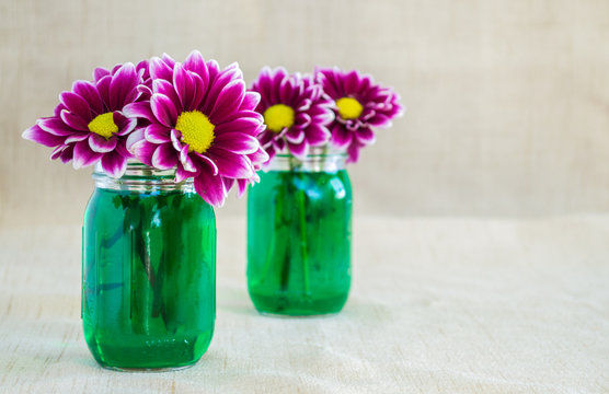 Bright Purple Argyranthemum Flowers In 2 Small Mason Jars Filled With Green Colored Water On A Tan Cloth Background With Copy Space