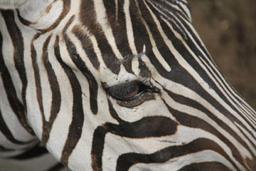eye of zebra - 178877503