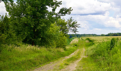 Winding green corn field trail with clouds