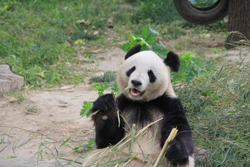 Panda eating bamboo branch - 178877570