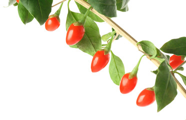 Twig with goji berries on white background