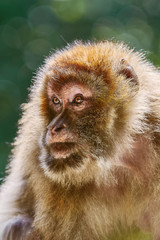 Obraz premium Barbary Macaque (Macaca Sylvanus)