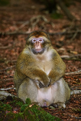 Barbary Macaque (Macaca Sylvanus)