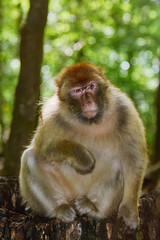 Barbary Macaque (Macaca Sylvanus)