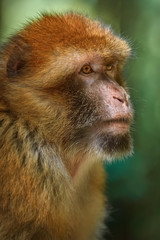 Barbary Macaque (Macaca Sylvanus)