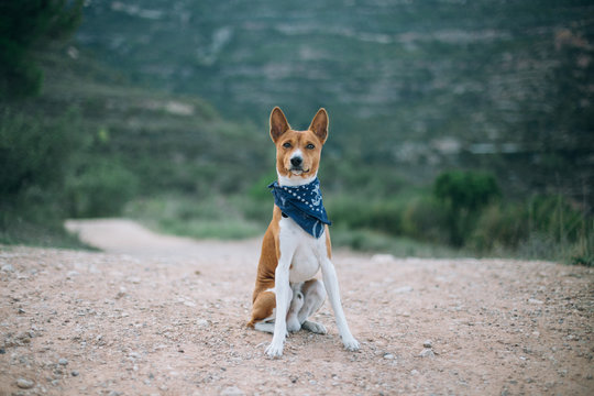 Brave and fearless basenji pup dog, in blue collar bandana stands confidently on trail in wild forest, ready for adventures and exploring with owner and best friend