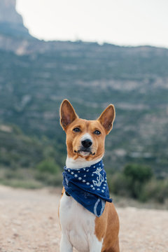 Portrait of adventurous brave and cute little dog with blue bandana band or collar. Stands in middle of trail path, ready for hike or exploration with best friend owner
