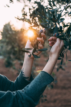 Tender and feminine female hands reach towards branches of olive tree with leaves and olives, during sunset evening, with sunlight glimmering through the trees, in provence french countryside