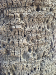 IMG_9810 Bark ©2017 Paul Light