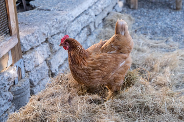 Red Hen