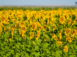 Sunflowers field on summertime on blooming