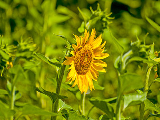 Sunflowers field on summertime on blooming