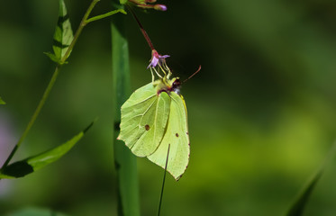 brimstone