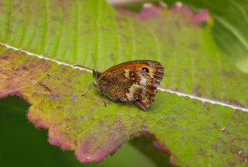 butterfly on leaf