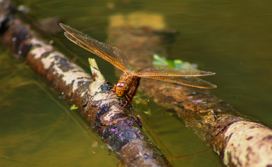 dragonfly 4