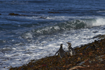 Magellanic Penguins (Spheniscus magellanicus) on the coast of Sea Lion Island in the Falkland Islands.